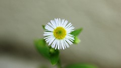 Flowers white flowers