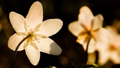 Flowers white flowers
