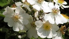 Flowers white flowers