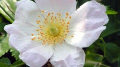 Flowers white flowers