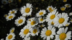 Flowers white flowers