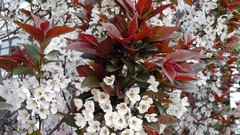 Flowers white flowers