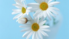 Flowers white flowers