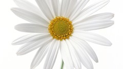 Flowers white flowers