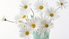 Flowers white flowers