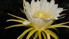 Flowers white flowers