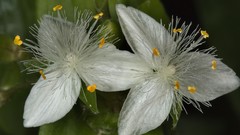 Flowers white flowers