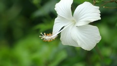 Flowers white flowers
