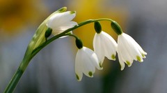 Flowers white flowers