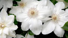 Flowers white flowers