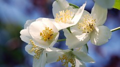 Flowers white flowers