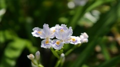 Flowers white flowers