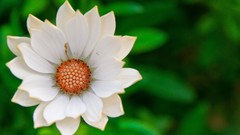 Flowers white flowers