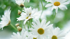 Flowers white flowers