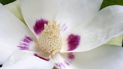 Flowers white flowers