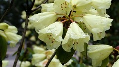Flowers white flowers