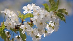Flowers white flowers