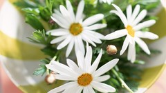 Flowers white flowers