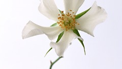 Flowers white flowers