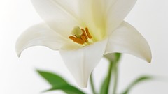 Flowers white flowers