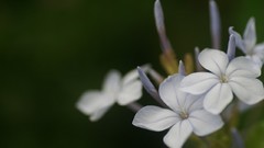 Flowers white flowers