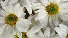 Flowers white flowers