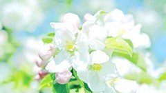 Flowers white flowers