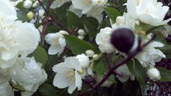 Flowers white flowers
