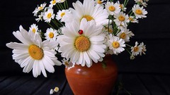 Flowers white flowers