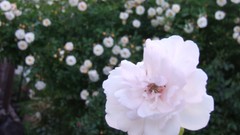 Flowers white flowers