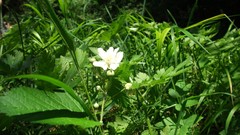 Flowers white flowers
