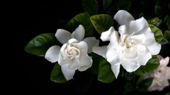 Flowers white flowers