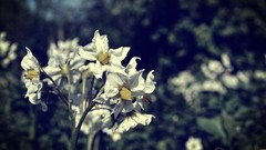 Flowers white flowers
