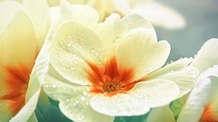 Flowers white flowers