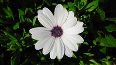 Flowers white flowers