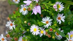 Flowers white flowers