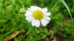 Flowers white flowers