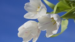 Flowers white flowers
