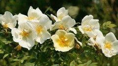 Flowers white flowers