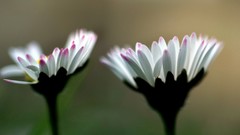 Flowers white flowers