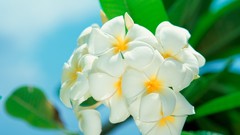 Flowers white flowers Beaches plumeria
