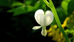 Flowers white flowers Bleeding Hearts
