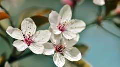 Flowers white flowers blossom
