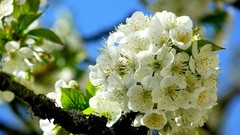 Flowers white flowers blossoms