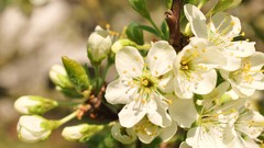 Flowers white flowers blossoms