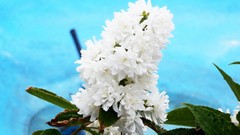 Flowers white flowers blue skies