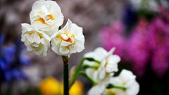Flowers white flowers blurred background