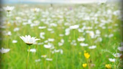 Flowers white flowers blurred background