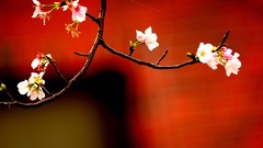 Flowers white flowers blurred background