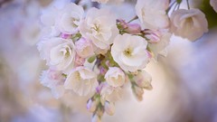 Flowers white flowers blurred background